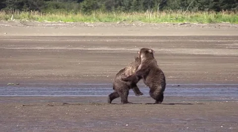 Grizzly cubs learn fighting behavior Stock Footage 55658233