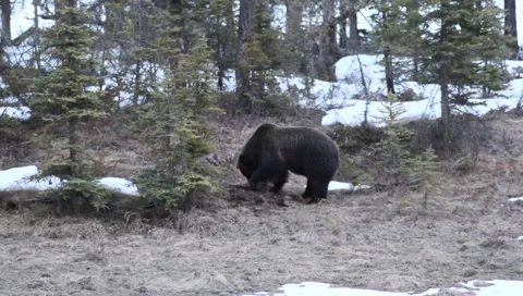 Grizzly Stock Footage 5056032