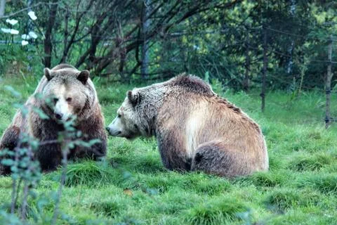 Grizzly Fun Fotos Stock