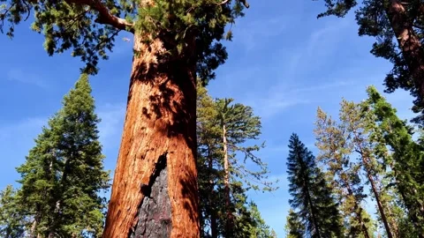 Grizzly Giant Sequoia Tree with Fire Scar in Yosemite Tilt Up Shot Stock Footage 332791757