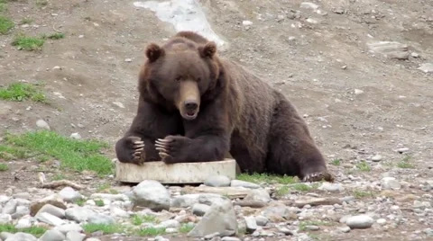 Grizzly Laying on the Ground Stock Footage 48569147