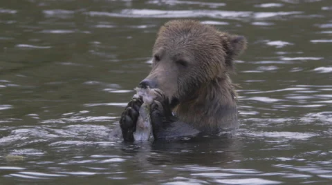 Grizzly loses his footing while eating a salmon in the river Stock Footage 62955865