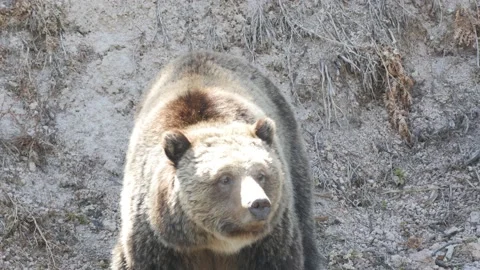 Grizzly Mother Stock Footage 178577458