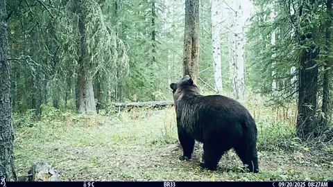 Grizzly at the Old Rub Tree, Alberta, Canada - 20 Sep 2025 Stock Footage 317778577