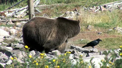 Grizzly Paces Around Stock Footage
