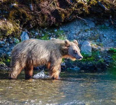 Grizzly Stock Photos