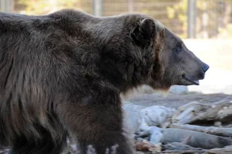 Grizzly Stock-Fotos