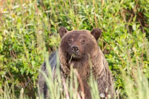 Grizzly Stock Photos