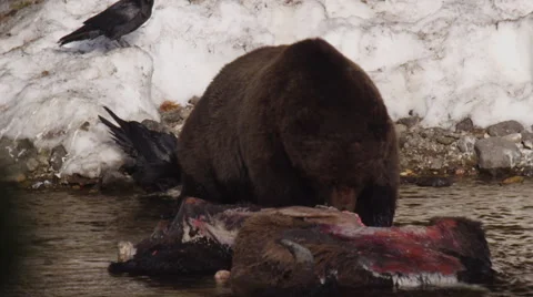 Grizzly ribs large joint from dead bison carcass in river near snow Stock Footage 63488976