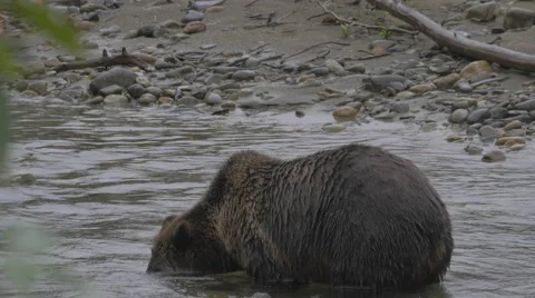 Grizzly in river feeding Stock Footage 62839059