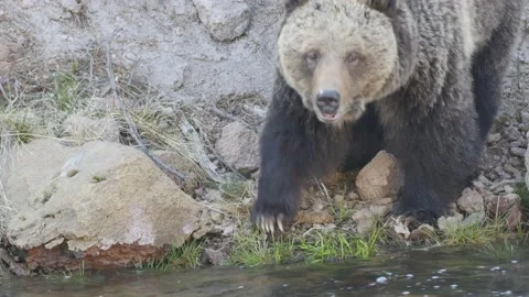 Grizzly by the River Stock Footage 178552217