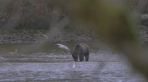 A grizzly in a river nibbles salmon while seagulls wait for leavings Stock Footage 62840723