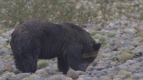 Grizzly on a scent starts digging Stock Footage 62786758