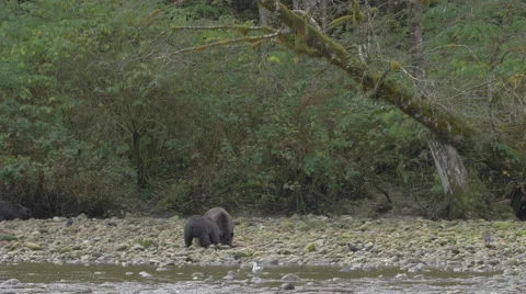 Grizzly siblings play while foraging for food Stock Footage 62786394