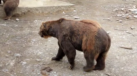 Grizzly Sitting Stock Footage 48569235
