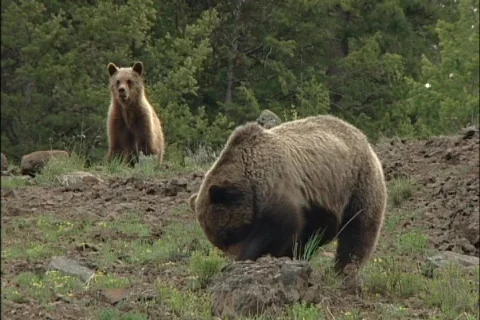 Grizzly Sow & Cubs Stock Footage