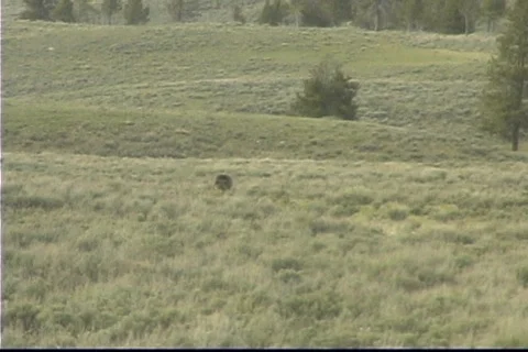 Grizzly Yellowstone Stock Footage 538059