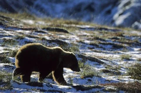  Grizzlybaer Jungtier auf Nahrungssuche in der verschneiten Tundra - (Brau... Stock Photos