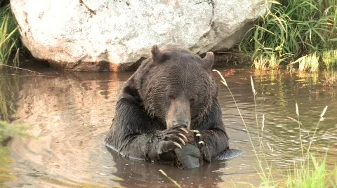 GrizzlyBear Stock Footage 352077