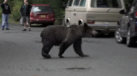 Grizzy Bear Shaking Off Water and Crossing Road in Front of Tourists Stock Footage