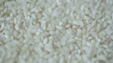 Groats crops. Rice. Close up. Time of the harvest. Providers and companies of fo Stock Footage 199486825