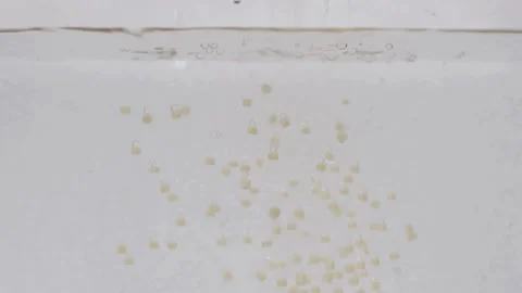 Groats fall into clear water Stock Footage 146947623