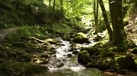 The grobbachtal in Black Forest Stock Footage 65480751