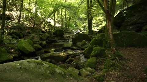 Grobbachtal in the Blackforest Stock Footage 65480758