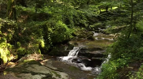 Grobbachtal in the Blackforest Stock Footage 65480774