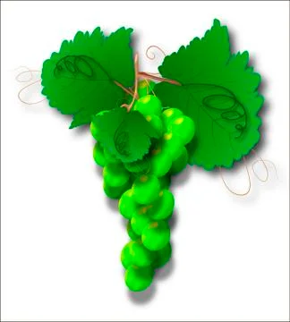 Grona green grapes Stock Illustration