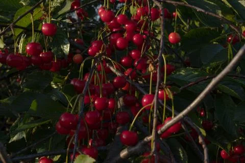 Grones of bright red cherry berries on a tree with thin gray branches and gre Stock Photos