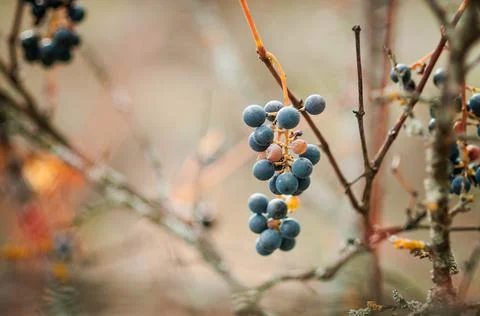 Grono of blue grapes on a branch. Autumn Stock Photos