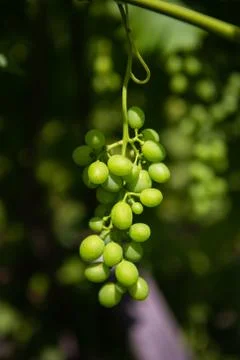 Grono of green grapes in the vineyard. Stock Photos