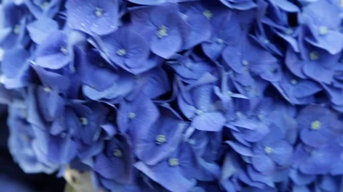 Groom holding hydrangea bouquet Stock Footage 101750433