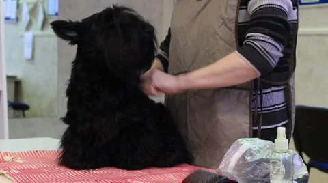 Groom-master at work on trimming Video stock 1075350