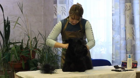 Groom-master at work on trimming Stock Footage 1075379