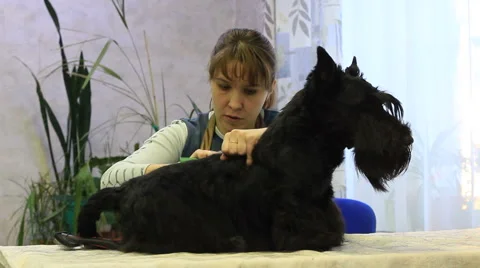 Groom-master at work on trimming Stock Footage 1075452