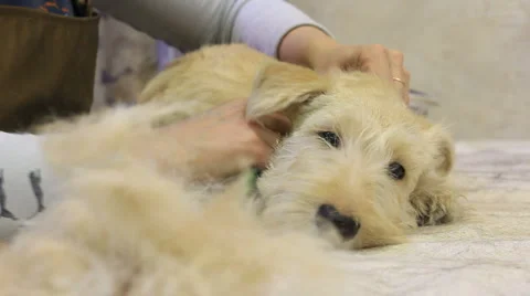 Groom-master at work on trimming Video stock 1075513