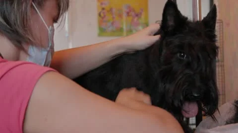 Groom-master at work on trimming Stock Footage 12139241