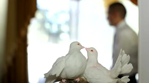 Groom Wears A Jacket Stock Footage 52697688