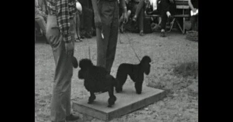 Groomed black poodles standing on a platform at an outdoor pet show, black and Stock Footage 340329284