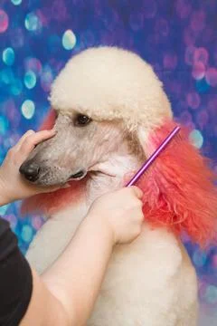 Groomed white cute Poodle with curly fur. Close up muzzle portrait. It is mos Stock Photos
