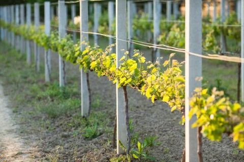 Groomed young vineyard Stock Photos