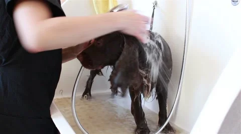 Groomer bathe spaniel Stock-Footage 67615349