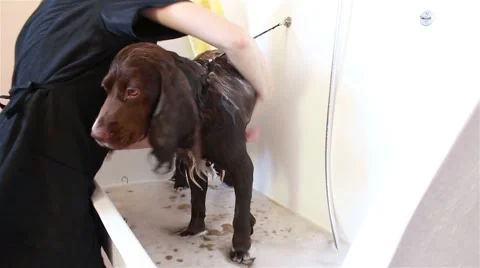Groomer bathe spaniel Vídeos de archivo 67616877