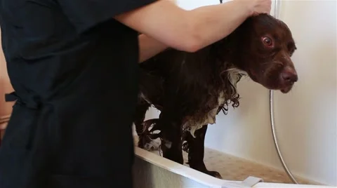 Groomer bathe spaniel Stock Footage 67648396