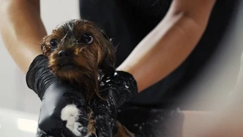 Groomer bathing a dog Video stock 79780375