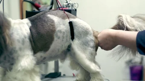 Groomer brushing dog in grooming shop. Dog grooming parlour Stock Footage
