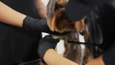 Groomer cleans the dog Stock Footage 79898552