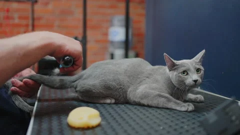 Groomer is combing grey cat in grooming salon, trimming hair in shedding season Stock Footage 201840628